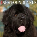 Just Newfoundlands 2025 12 X 12 Wall Calendar - Book