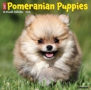 Just Pomeranian Puppies 2025 12 X 12 Wall Calendar - Book