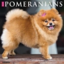 Just Pomeranians 2025 12 X 12 Wall Calendar - Book