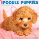 Just Poodle Puppies 2025 12 X 12 Wall Calendar - Book