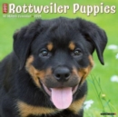 Just Rottweiler Puppies 2025 12 X 12 Wall Calendar - Book