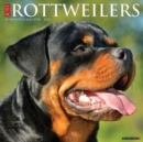 Just Rottweilers 2025 12 X 12 Wall Calendar - Book