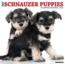 Just Schnauzer Puppies 2025 12 X 12 Wall Calendar - Book