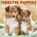 Just Sheltie Puppies 2025 12 X 12 Wall Calendar - Book