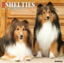 Just Shelties 2025 12 X 12 Wall Calendar - Book