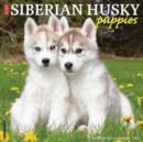 Just Siberian Husky Puppies 2025 12 X 12 Wall Calendar - Book