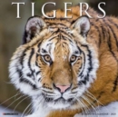 Tigers 2025 12 X 12 Wall Calendar - Book