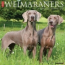 Just Weimaraners 2025 12 X 12 Wall Calendar - Book