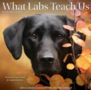 What Labs Teach Us 2025 12 X 12 Wall Calendar - Book