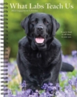 What Labs Teach Us 2025 6.5 X 8.5 Engagement Calendar - Book