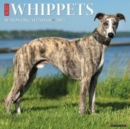 Just Whippets 2025 12 X 12 Wall Calendar - Book