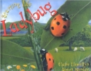 Starting Life: Ladybug - Book
