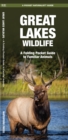 Great Lakes Wildlife : A Folding Pocket Guide to Familiar Species - Book