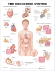 The Endocrine System Anatomical Chart - Book