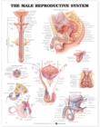 The Male Reproductive System Anatomical Chart - Book