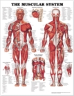 The Muscular System Anatomical Chart - Book