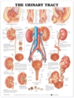 The Urinary Tract Anatomical Chart - Book