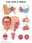 Ear, Nose and Throat Anatomical Chart - Book