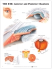 The Eye: Anterior and Posterior Chambers - Book