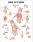 Hand and Wrist Anatomical Chart - Book