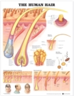 The Human Hair Anatomical Chart - Book