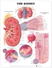 The Kidney Anatomical Chart - Book