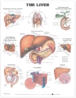 The Liver Anatomical Chart - Book