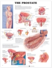 The Prostate Anatomical Chart - Book