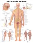 The Spinal Nerves Anatomical Chart - Book