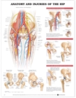 Anatomy and Injuries of the Hip Anatomical Chart - Book