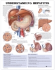 Understanding Hepatitis Anatomical Chart - Book