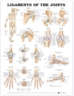 Ligaments of the Joints Anatomical Chart - Book