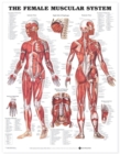 The Female Muscular System Anatomical Chart - Book