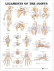 Ligaments of the Joints Anatomical Chart - Book