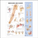 Shoulder and Elbow Anatomical Chart - Book