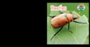 Beetles - eBook