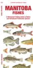 Manitoba Fishes : A Folding Guide to Native and Introduced Freshwater Species - Book