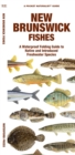 New Brunswick Fishes : A Waterproof Folding Guide to Native and Introduced Freshwater Species - Book