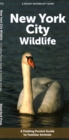 New York City Wildlife : A Folding Pocket Guide to Familiar Animals - Book