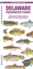 Delaware Freshwater Fishes : A Waterproof Folding Guide to Native and Introduced Species - Book