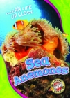Sea Anemones - Book