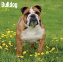 Bulldog Calendar 2017 - Book