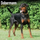 Dobermann Calendar 2017 - Book