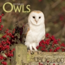 Owls Calendar 2017 - Book