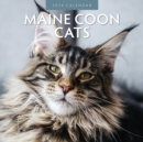 Maine Coon Cats 2024 Square Wall Calendar - Book