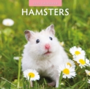 Hamsters 2025 Square Wall Calendar - Book