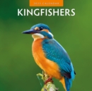 Kingfishers 2025 Square Wall Calendar - Book