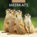 Meerkats 2025 Square Wall Calendar - Book