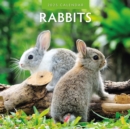 Rabbits 2025 Square Wall Calendar - Book