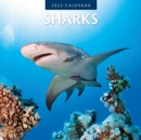 Sharks 2025 Square Wall Calendar - Book